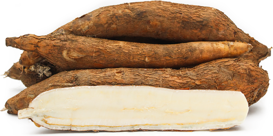 Yuca Root Information and Facts