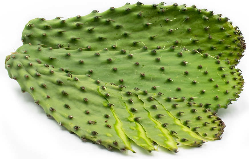 Nopales Cactus Leaf picture