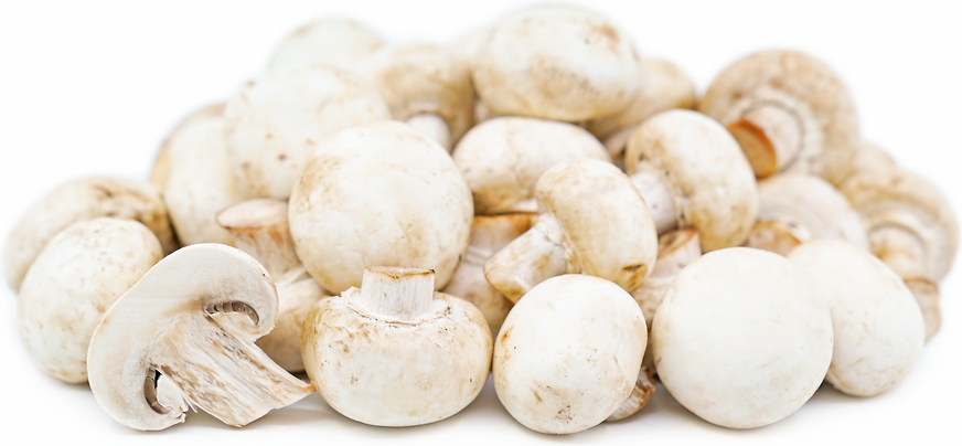 White Button Mushrooms Information and Facts