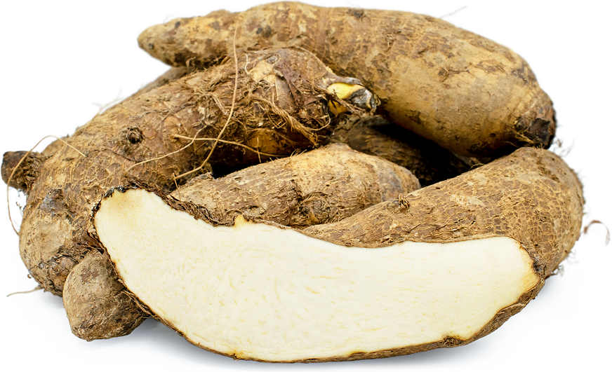 Tapioca Root Information and Facts