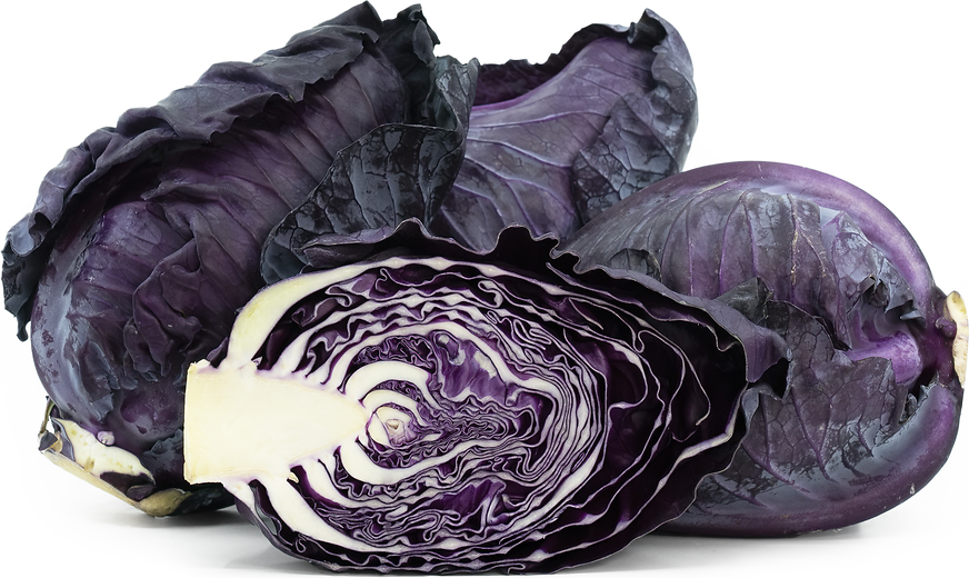 Conehead Cabbage Purple picture