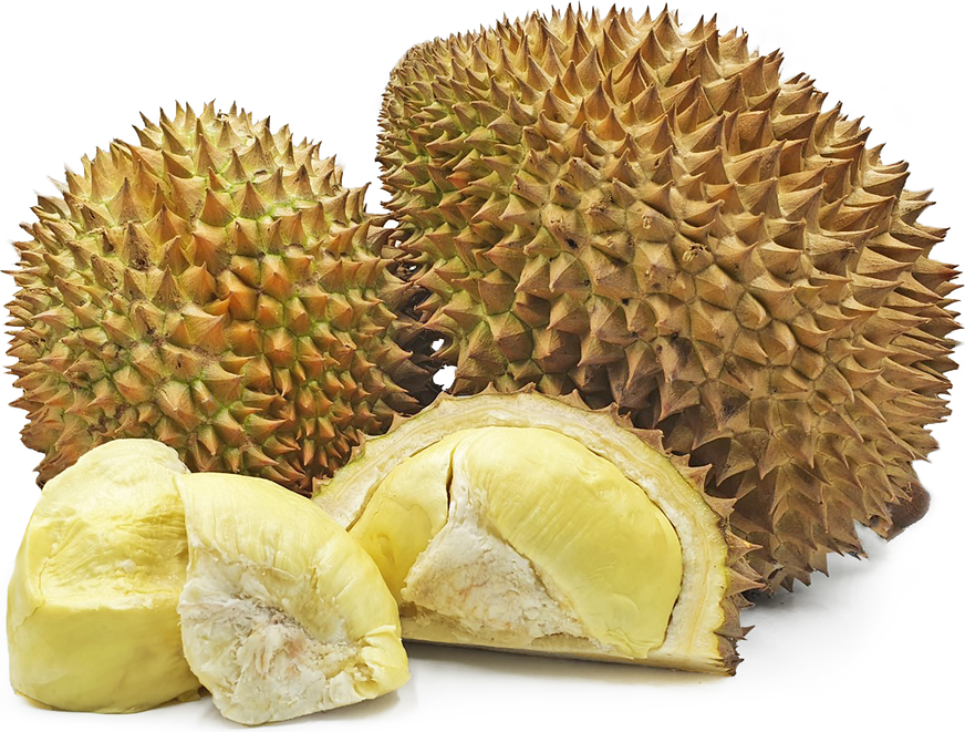Montong Durian picture