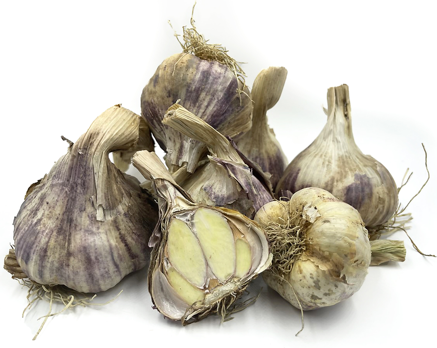 Ail violet Garlic picture