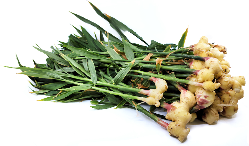 Young Ginger with Leaves picture