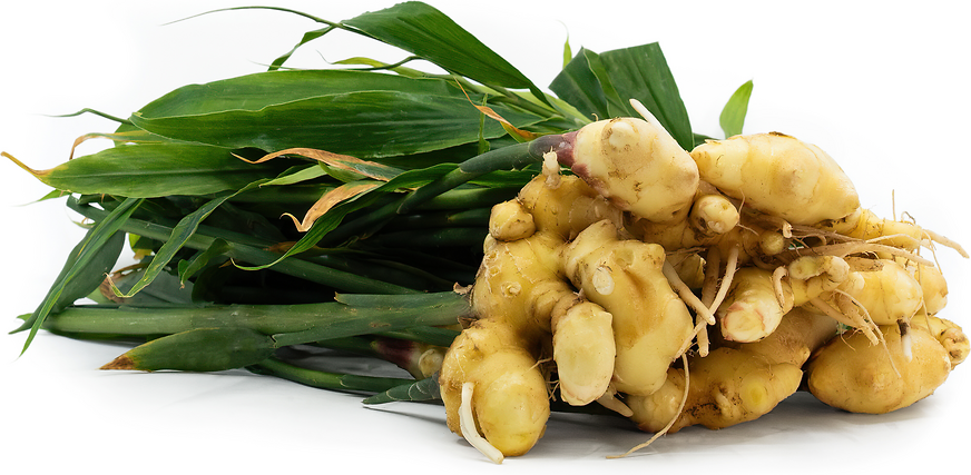 Young Ginger with Leaves picture