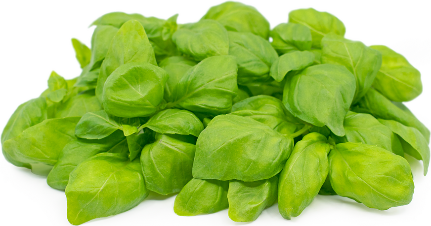 Petite® Italian Basil picture