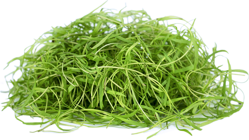 Petite® Dill picture