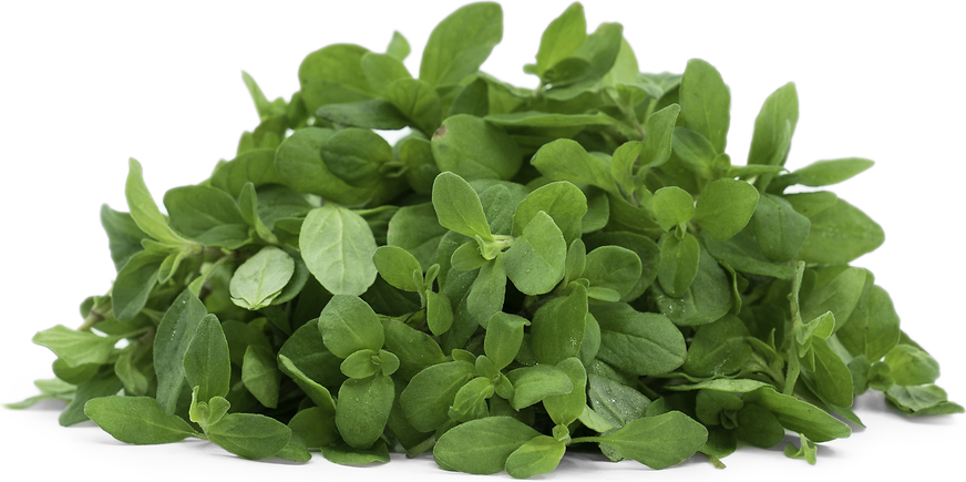 Petite® Marjoram picture