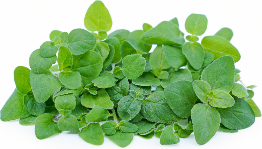 Petite® Oregano picture