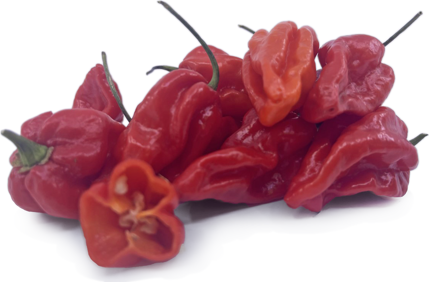 Dorset Naga Chile Peppers picture