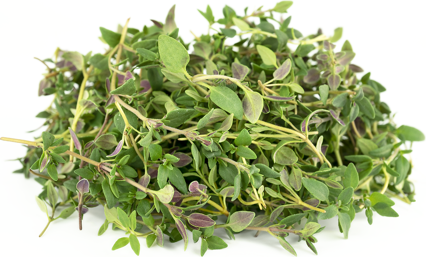 Petite® Thyme picture