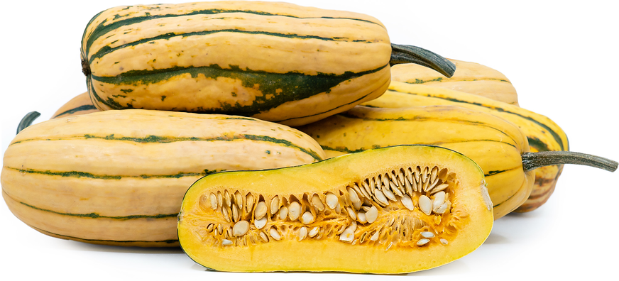 Tetra Squash picture