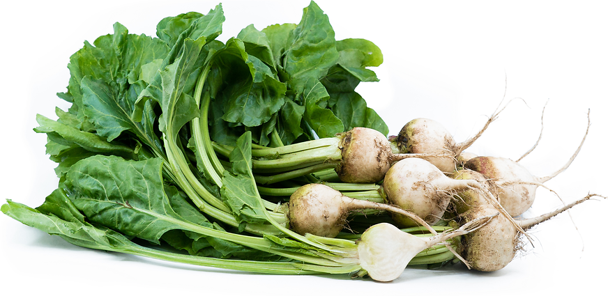 White Avalanche Beets picture