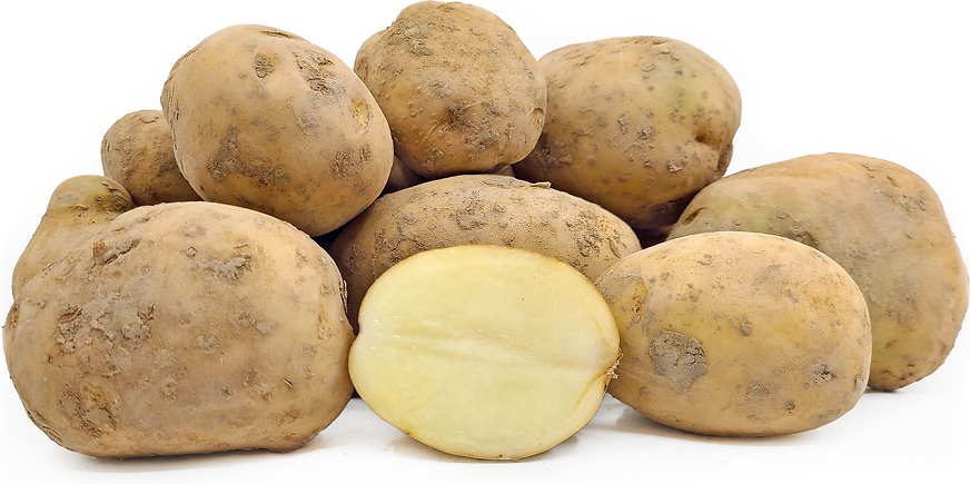 Maris Peer Potatoes picture