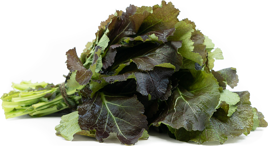 Jagger Mustard Greens picture