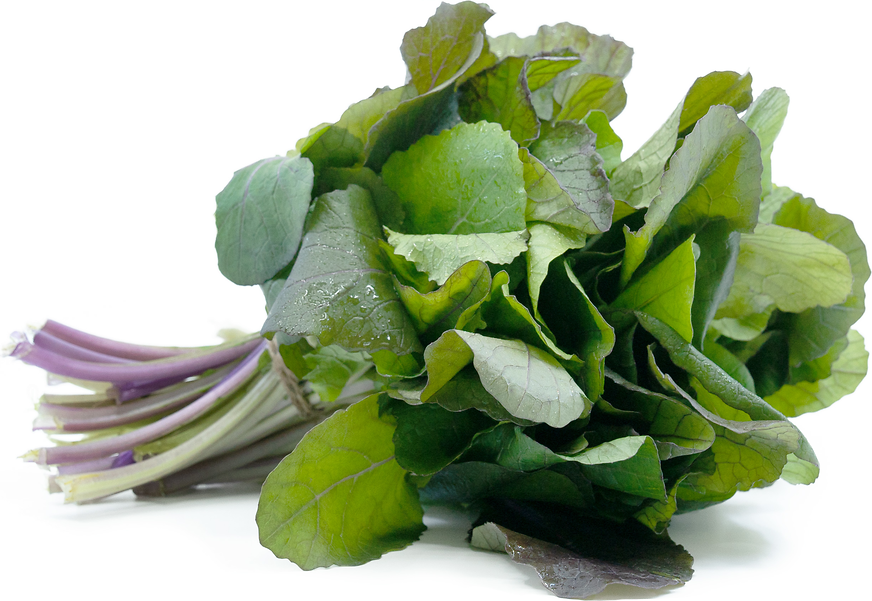 Ultraviolet Red Mustard Greens picture