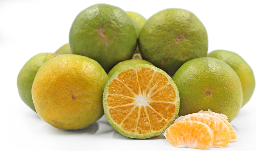 Creole Mandarin Oranges picture