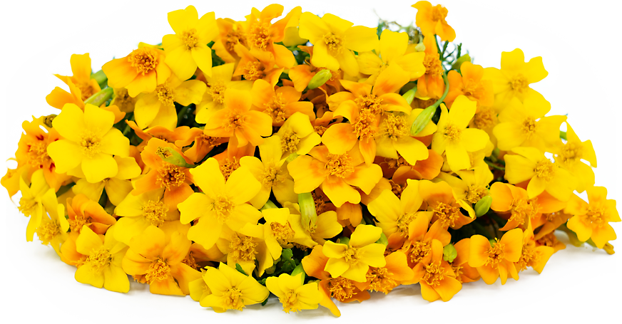 Citrus Gem Mix Marigold Flowers picture