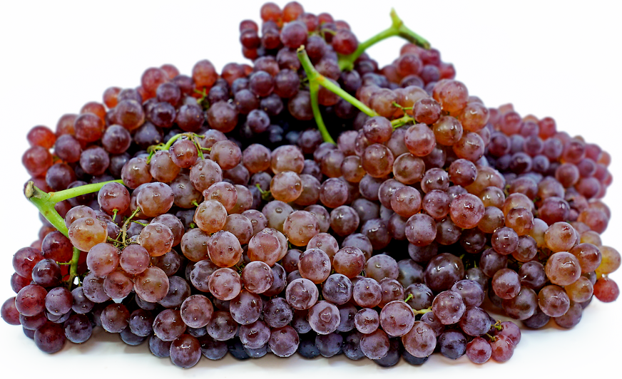 Champagne Grapes picture