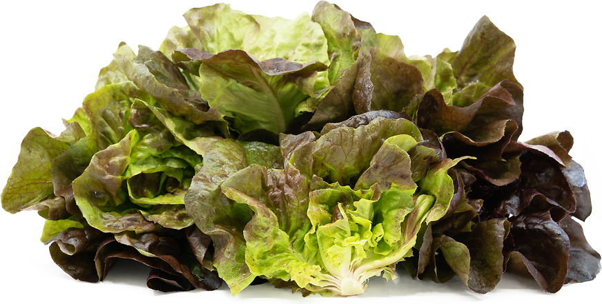 Marciano Gem Lettuce picture