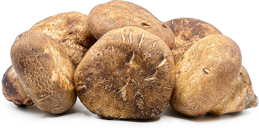 Brown Champignon Mushrooms picture