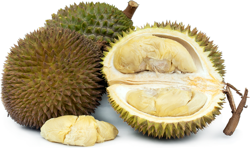 Golden Phoenix Durian picture