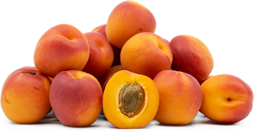 Scordia Apricots picture