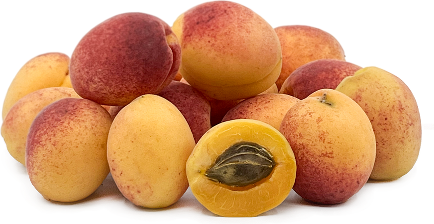 Shalakh Apricots picture