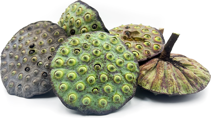 Lotus Seeds picture