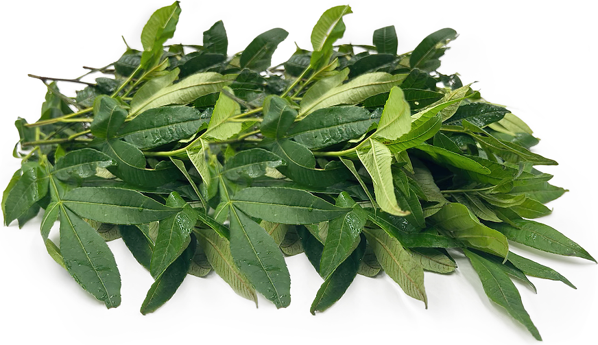 Rattan Pepper Leaves picture