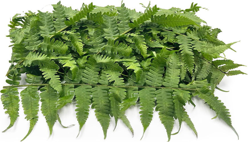 Nagaland Fern Leaves picture
