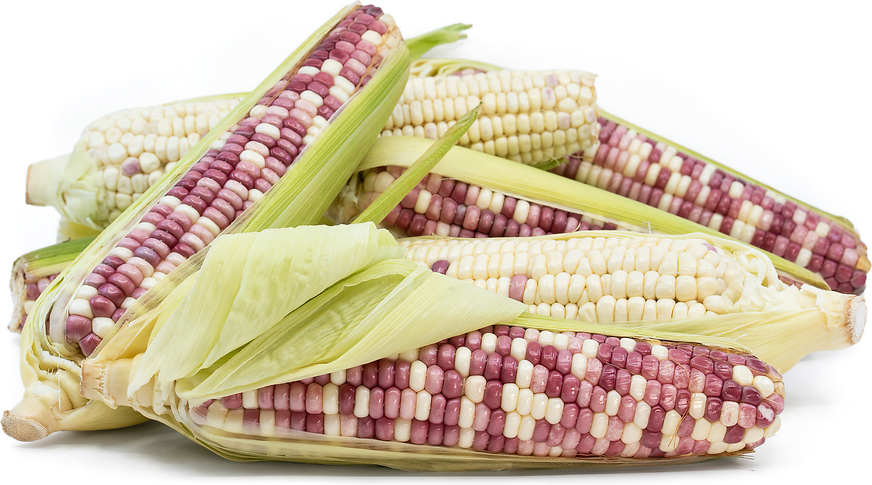 Sticky Corn Information And Facts