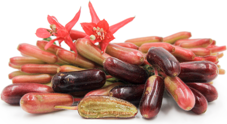 Bolivian Fuchsia Fruits picture