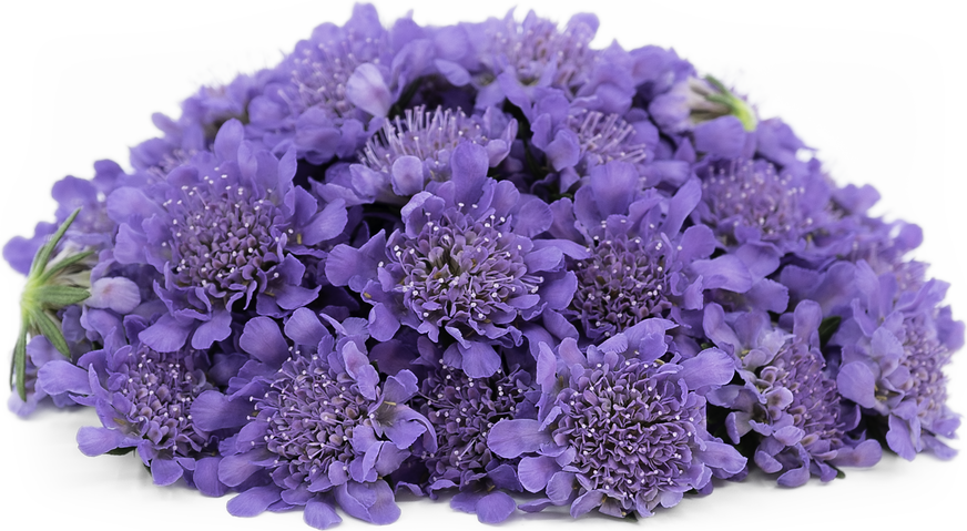 Fresh Flowers Scabiosa picture