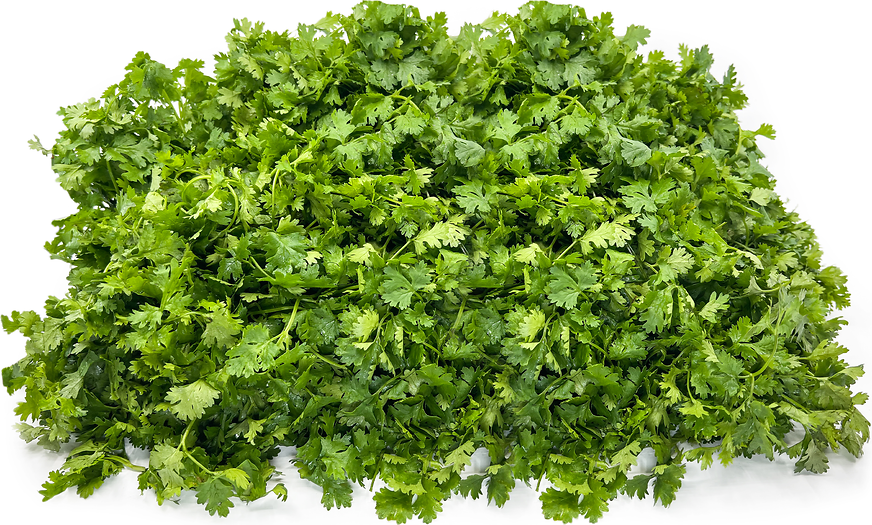 Coriander Leaves picture