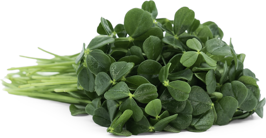 Petite® Green Apple Sorrel picture