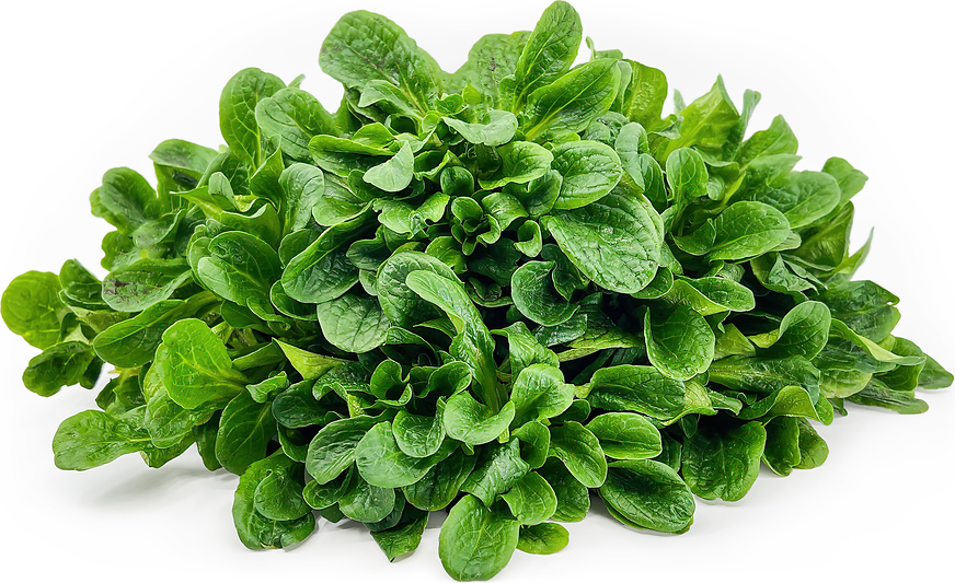 Lamb's Lettuce picture