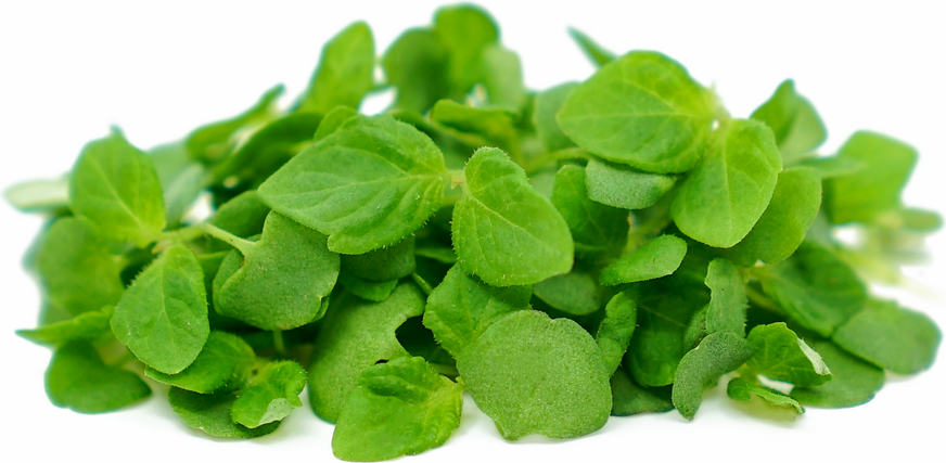 Micro Green Shiso Information and Facts