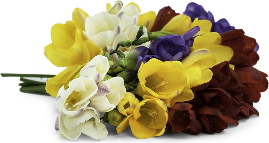 Freesia Flowers picture