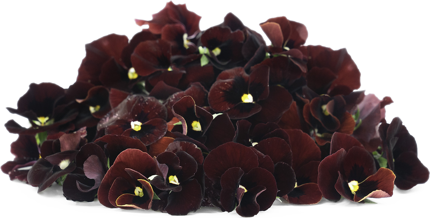 Red Viola Flowers picture
