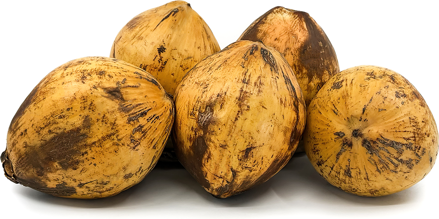 Golden Dwarf Coconuts picture