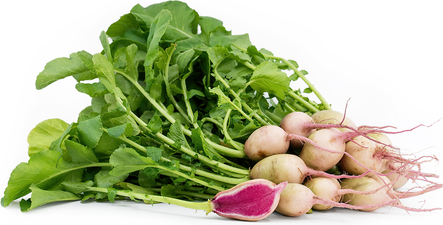 Chinese Red Meat Radish picture