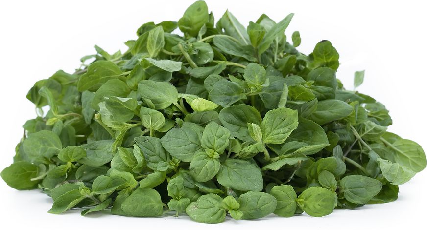 Micro Mint Information and Facts