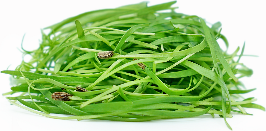 Micro Fennel picture