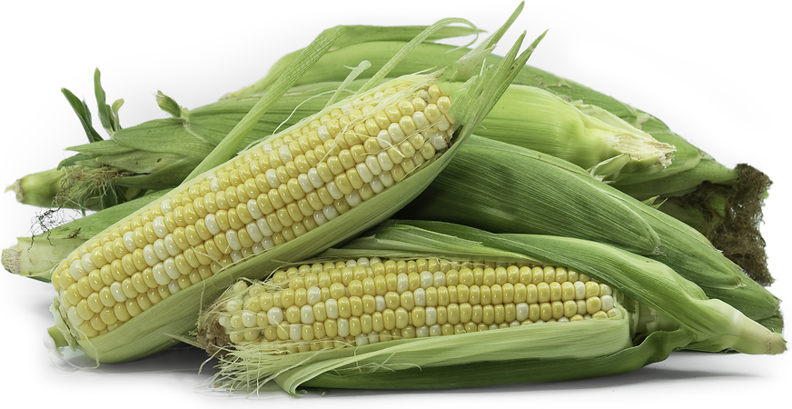 Mirai Corn picture