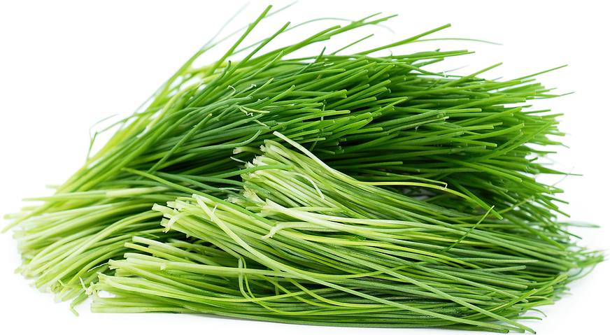 Green Onion Sprouts picture