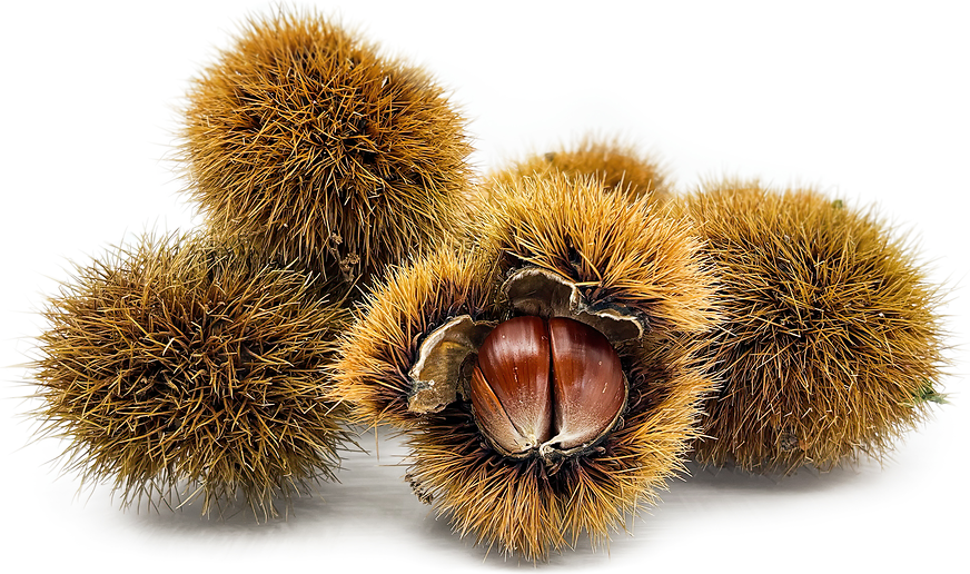 Chestnuts With Burrs picture