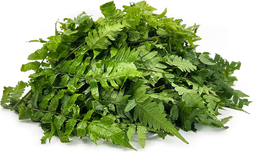 Dhekia Saag Ferns picture