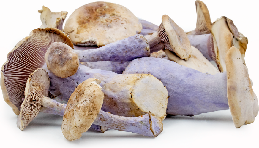 Blue Foot Mushrooms Information and Facts