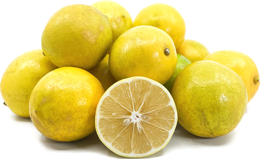 Shima Lemons picture